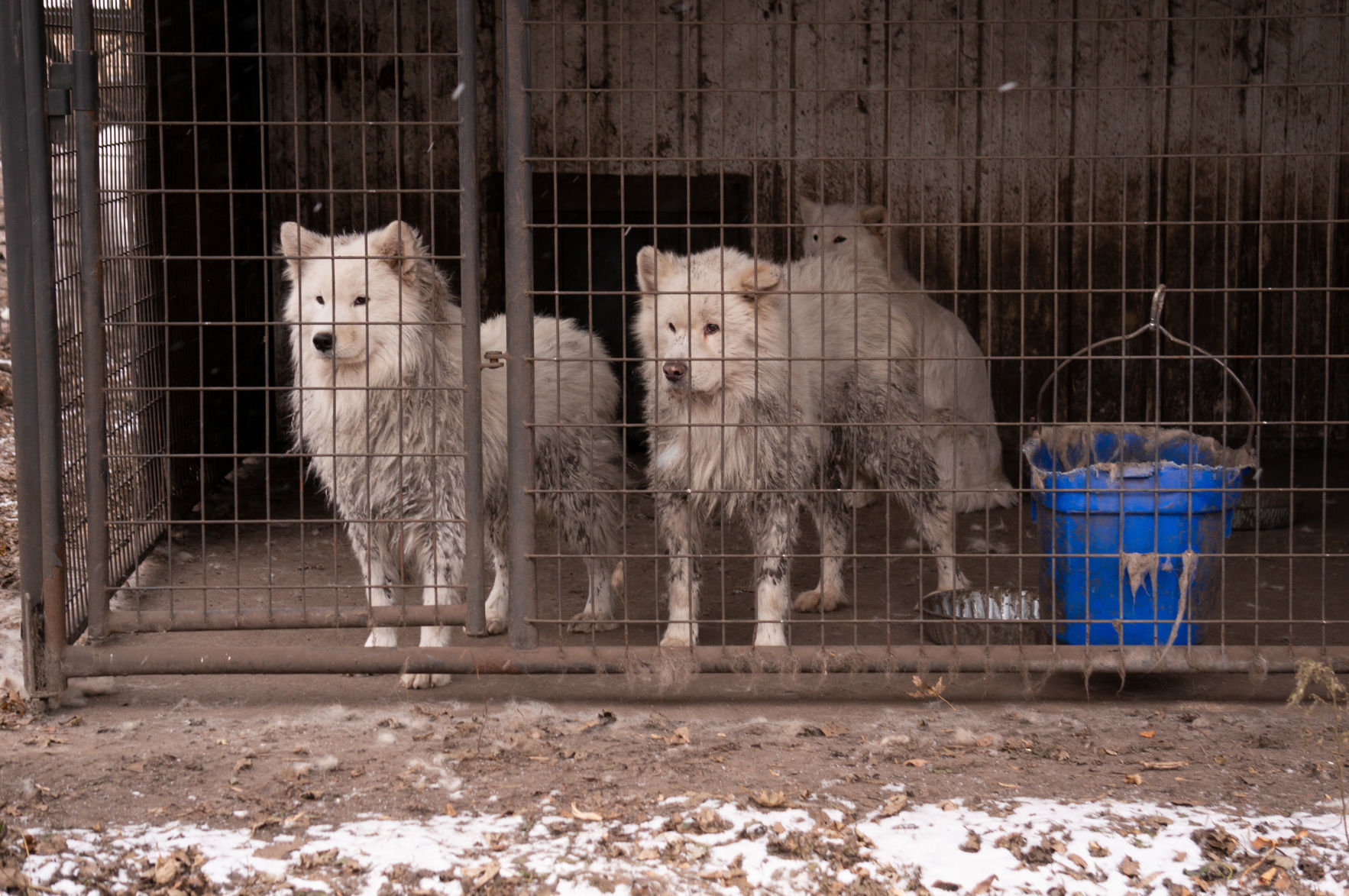 FIR_PuppyMill_WorthCo_IA_Nov1218_0059.JPG